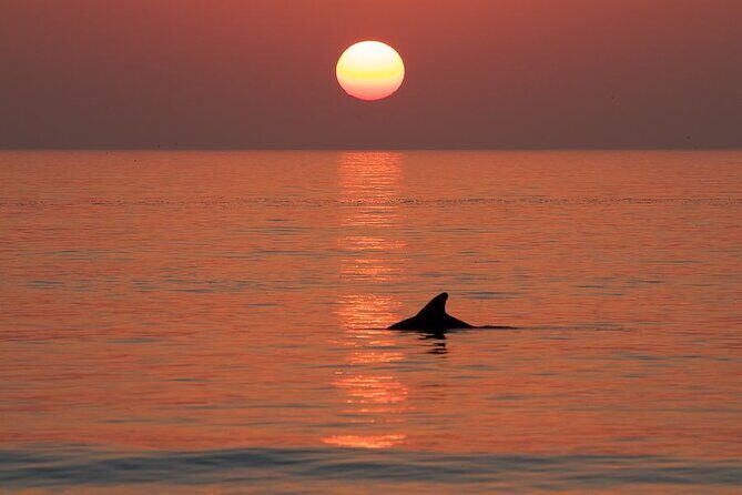 Private Sunset/Dolphin Cruise from Destin Harbor (Up to 6 people) - In The Sum Up