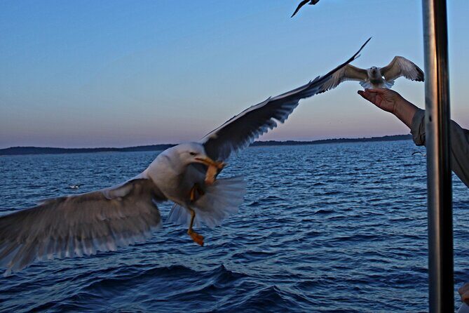 Private Sunset Dolphin Excursion with Dinner and Animation - What’s Included and What’s Not