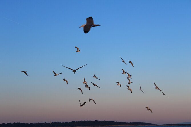 Private Sunset Dolphin Excursion with Dinner and Animation - The Crew and Atmosphere