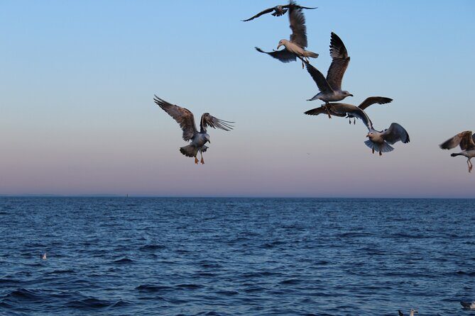 Private Sunset Dolphin Excursion with Dinner and Animation - The Authenticity and Value