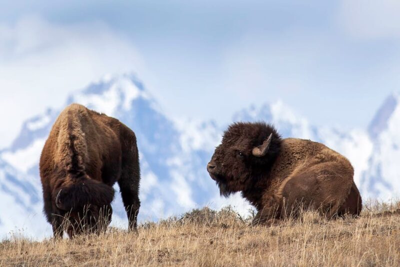 Private Sunset Safari of Grand Teton National Park - Key Points