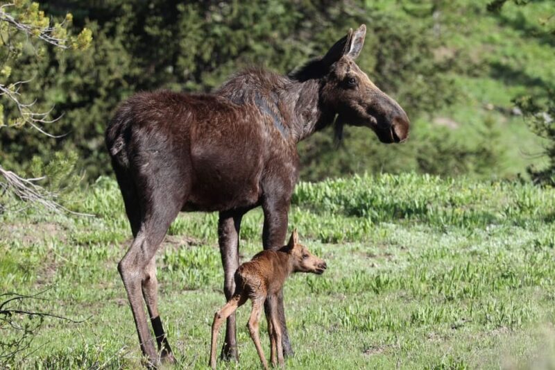 Private Sunset Safari of Grand Teton National Park - An In-Depth Look at the Sunset Safari Experience