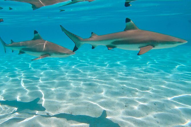 PRIVATE Sunset Tour: Moorea Snorkeling on a Catamaran named Taboo - Why Travelers Keep Coming Back