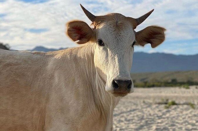 Private Surf Expedition in Baja, East Cape - FAQ