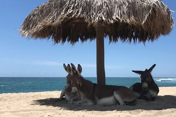 Private Surf Lesson in Baja, East Cape - Authenticity and Quality: What Travelers Say