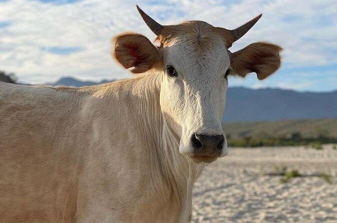 Private Surf Lesson in Baja, East Cape - Who Should Book This Tour?
