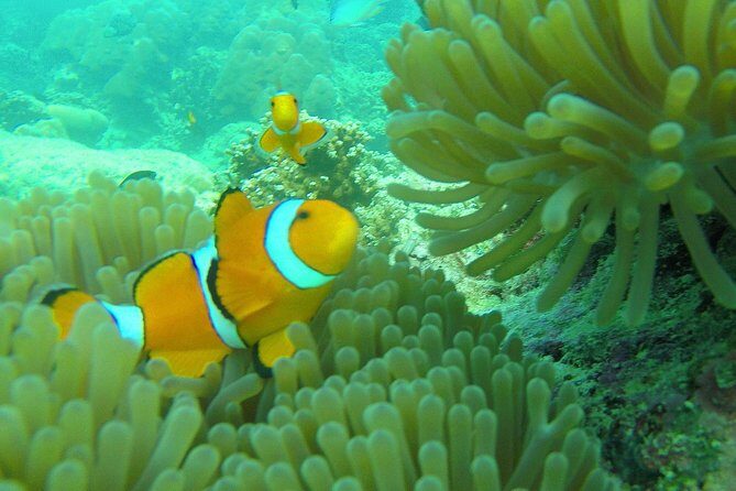 Private Surin Islands Longtail Boat Tour - FAQ