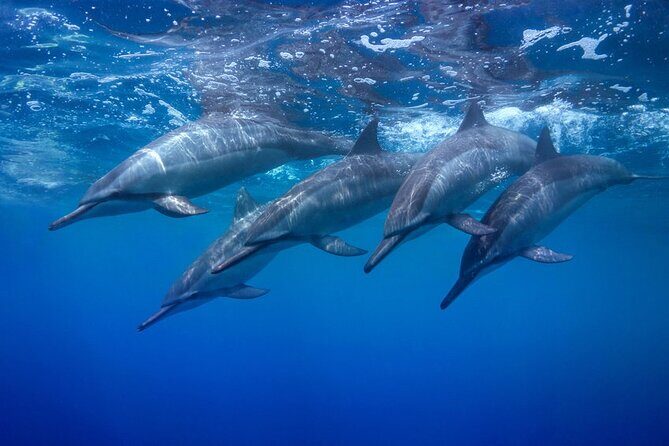 Private Swim and Sail Charter (Kewalo Harbor) - Who Will Love This Tour?