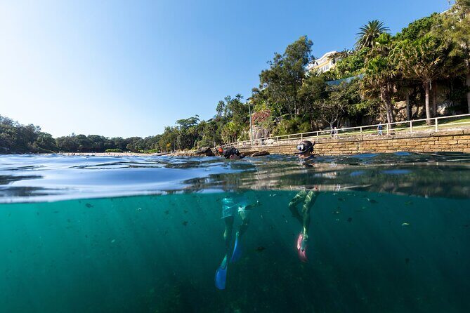 Private Sydney Snorkeling Experience: Explore Cabbage Tree Bay - The Tour Overview: What You Can Expect