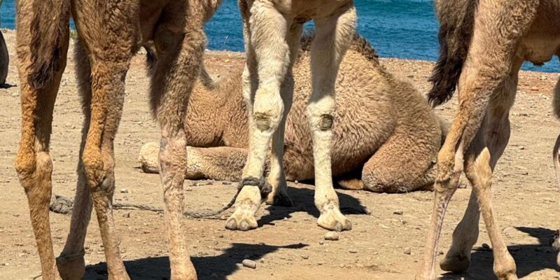 Private Tangier Tour from ferry cruise ship including lunch. - The Sum Up: Is This Tour Right for You?