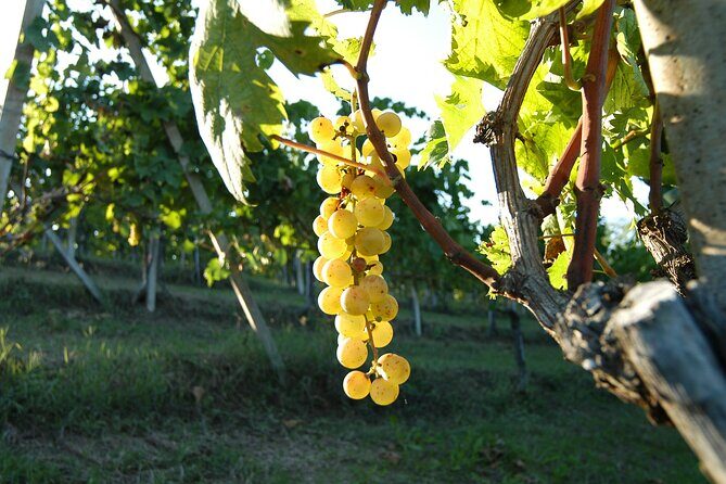 Private Tasting Barbaresco Experience with Typical Products - Key Points
