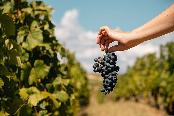 Private Tasting Expedition Along Romanias Most Famous Wine Route - FAQ