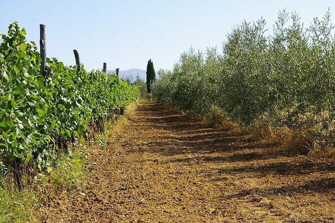 Private tasting of organic wines in the cellar in Arezzo - Authentic Reviews Make It Clear