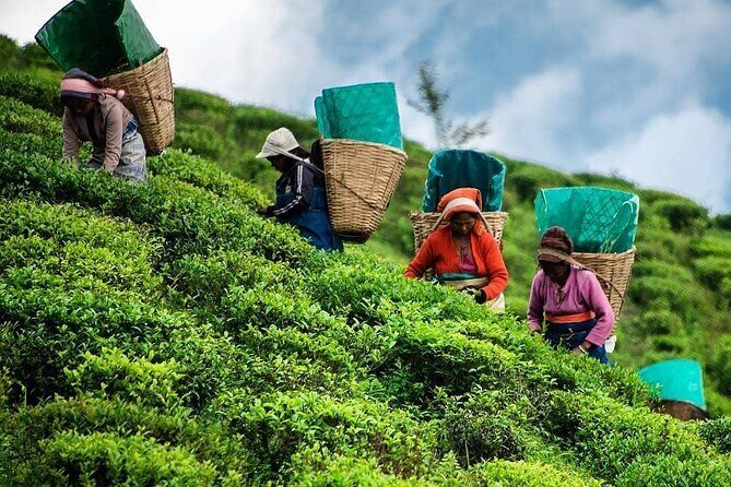 Private Tea Tour and Tea Factory - Key Points