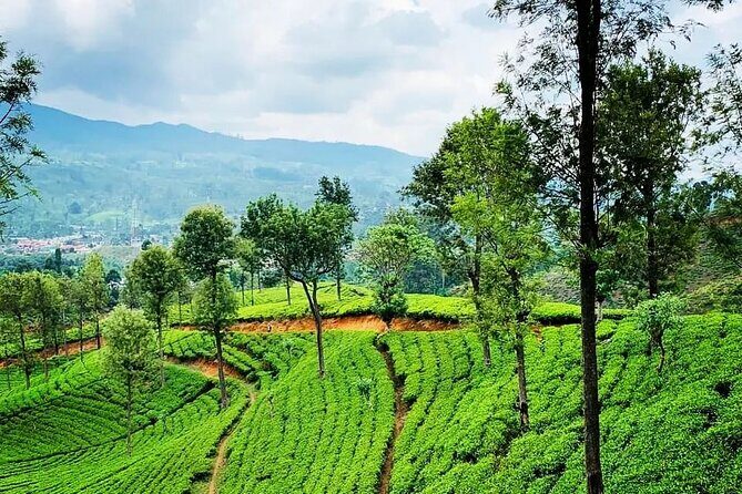 Private Tea Tour and Tea Factory - FAQ
