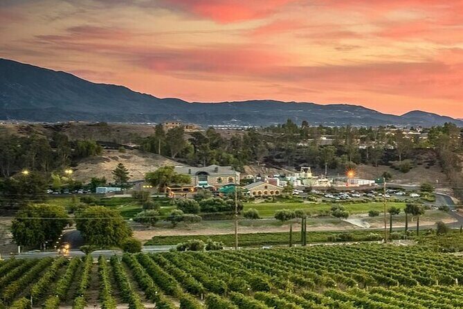 Private Temecula Wine Country Tour from San Diego - The Guide and Educational Aspects