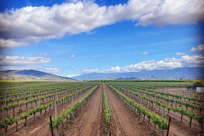 Private Temecula Wine Tour from Canyon Lake - Who Should Consider This Tour?