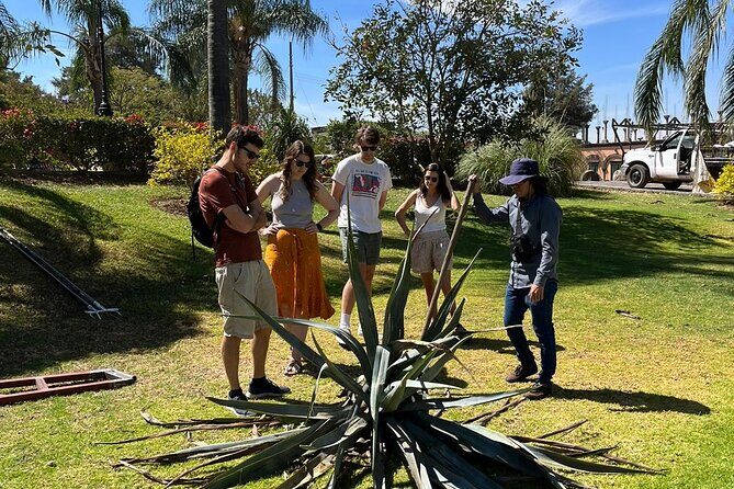 Private Tequila Tour with Local Expert - The Sum Up