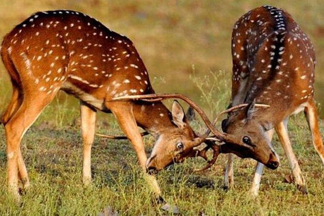 Private Tiger Safari to Panna National Park from Khajuraho - Who Will Love This Tour?