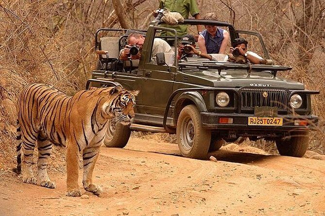 Private Tour: 2-Day Ranthambore National Park from Jaipur - A Closer Look at the 2-Day Ranthambore Tour