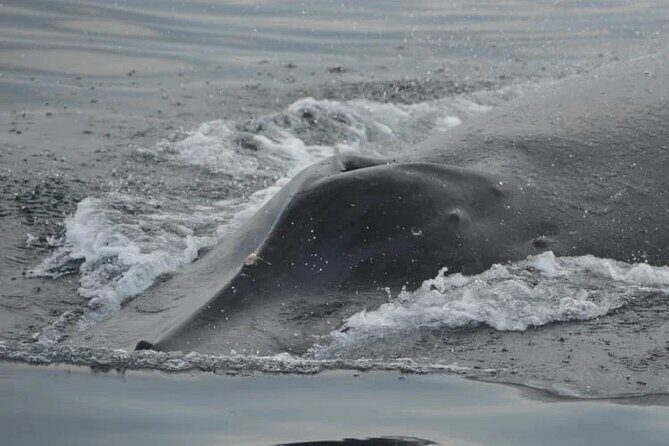 Private Tour 3 Hours of Whale Watching - What’s Included and How it Works