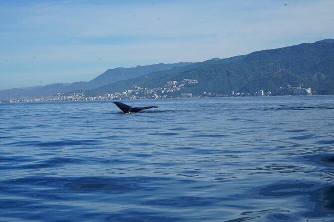 Private Tour 3 Hours of Whale Watching - Practical Tips for Booking and Enjoying the Tour