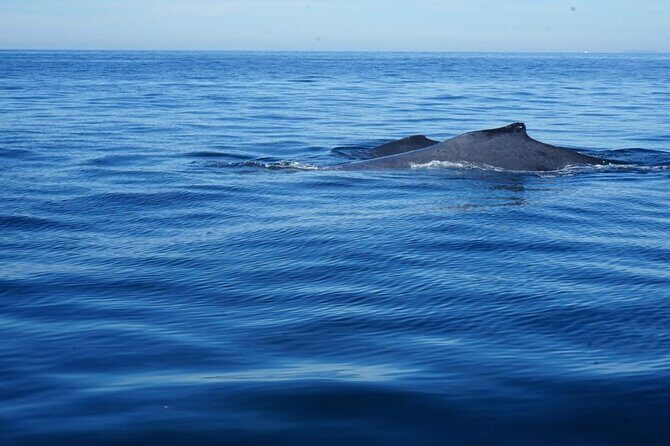 Private Tour 3 Hours of Whale Watching - Who Will Love This Tour?