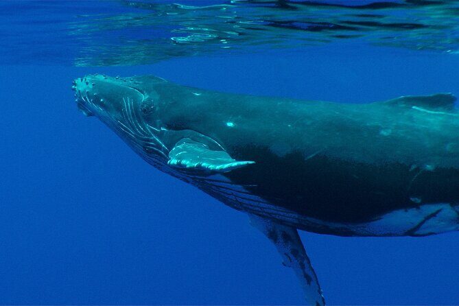 Private Tour 4h Whale watching quiet area peninsula Tahiti - Final Thoughts: Is It Worth It?