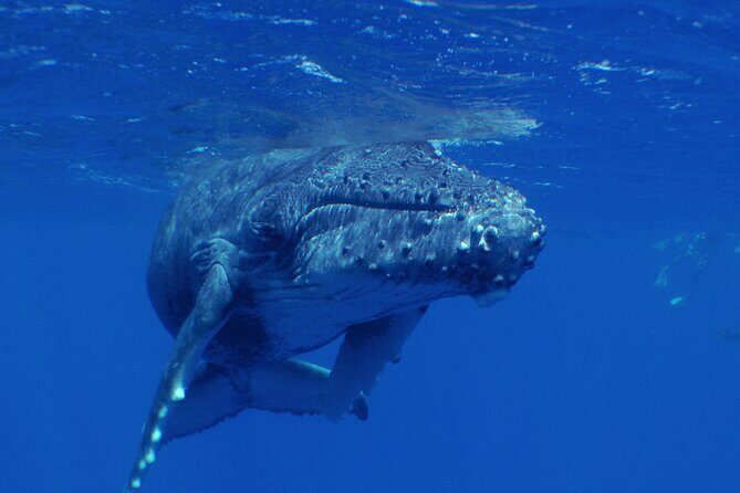 Private Tour 4h Whale watching quiet area peninsula Tahiti - FAQ