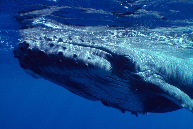 Private Tour 4h Whale watching quiet area peninsula Tahiti - Final Words