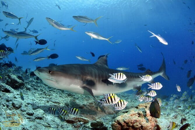 Private Tour Addu Discovery: Culture, Nature & Kayaking Adventure - FAQs