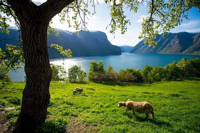 Private tour, Bergen to Oslo - Nærøyfjord Cruise & Flåm Railway - Flåm Railway: A Steep Journey with Panoramic Views