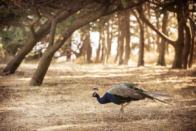 Private Tour: Best of Rhodes in one day (Full Island Tour) - Who Is This Tour Best For?