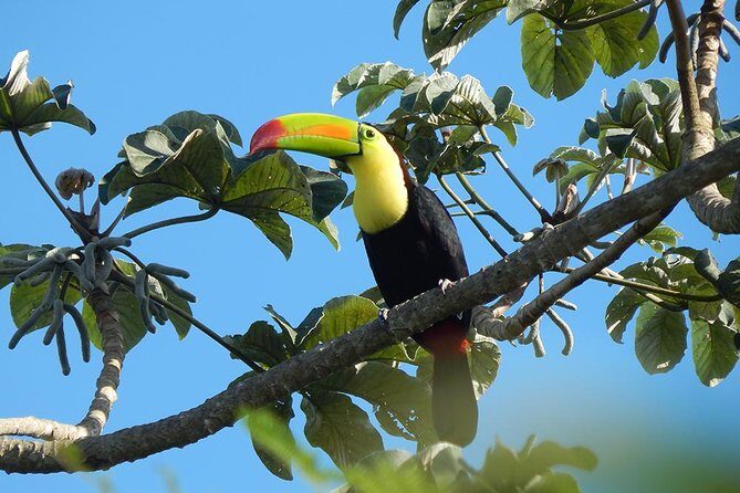 Private Tour: Birdwatching from Cancun - Value for Money