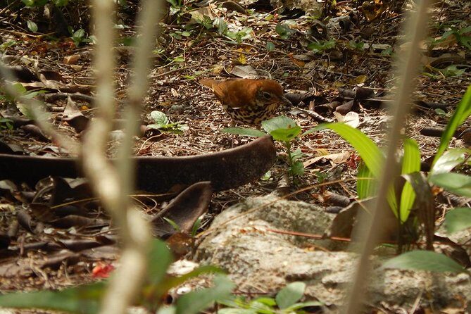 Private Tour: Birdwatching from Cancun - Authenticity and Experience
