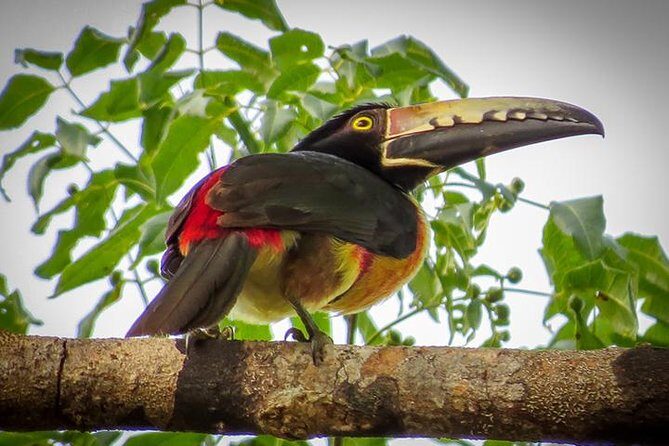 Private Tour: Birdwatching Playa del Carmen - An In-Depth Look at the Birdwatching Experience