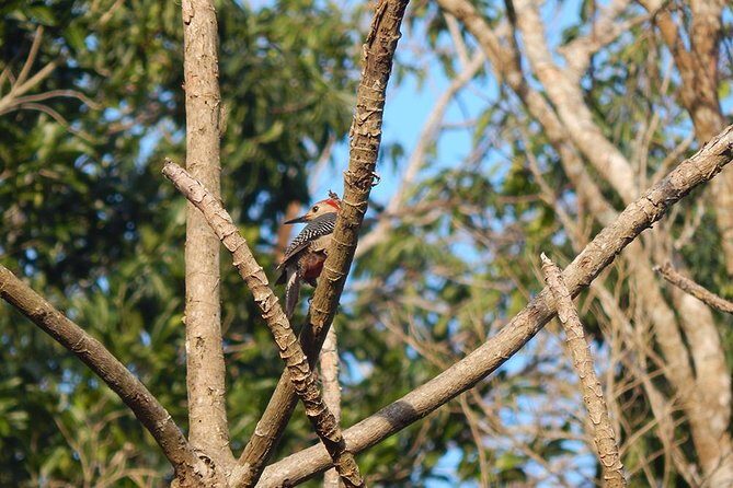 Private Tour: Birdwatching Playa del Carmen - The Practical Side: Price, Duration, and Value