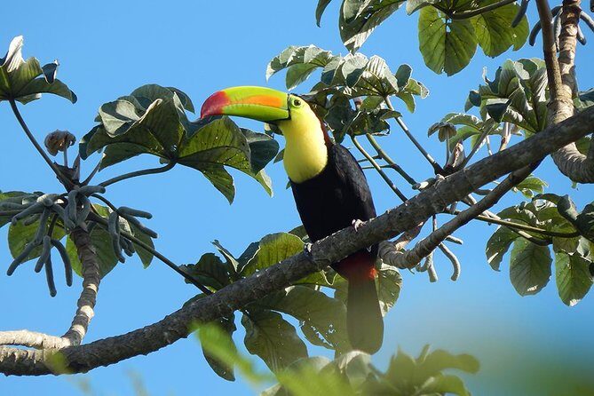 Private Tour: Birdwatching Playa del Carmen - FAQ