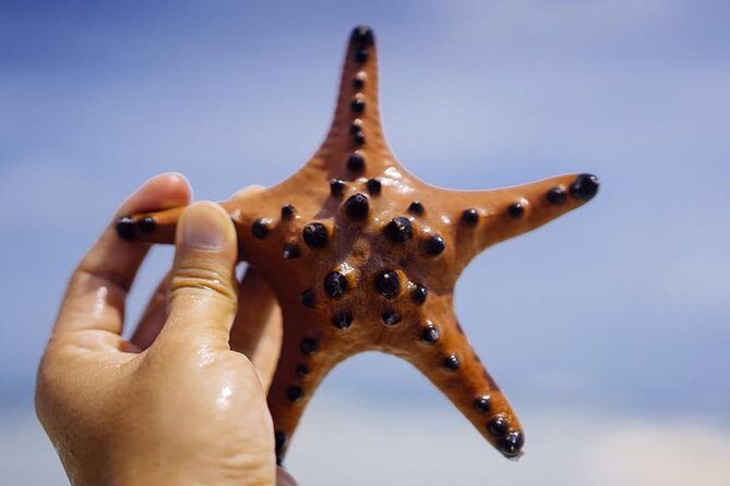 Private Tour: Bohol - 2 Days and 1 Night - A Deep Dive into the 2-Day Bohol Experience