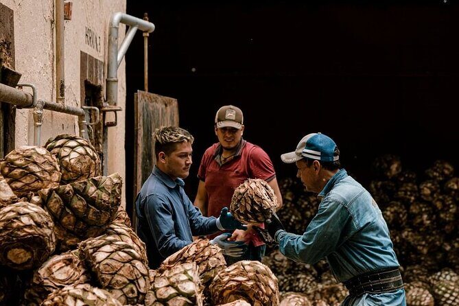 Private Tour Cascahuin Distillery and visit to Tequila - Key Points