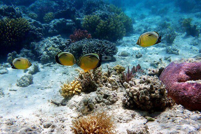 Private Tour Cebu Ocean Park - Overview of the Experience