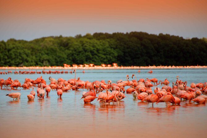 Private Tour: Celestun Biosphere Reserve by Yucatan Concierge - Who Is This Tour Best For?