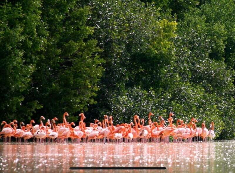 Private Tour Celestun Flamingo Watching and Beach - Booking and Price — Is It Worth It?
