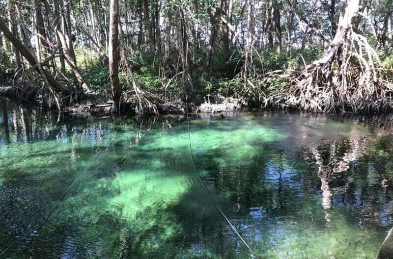 Private Tour Celestun Flamingo Watching and Beach - Practical Tips for the Trip