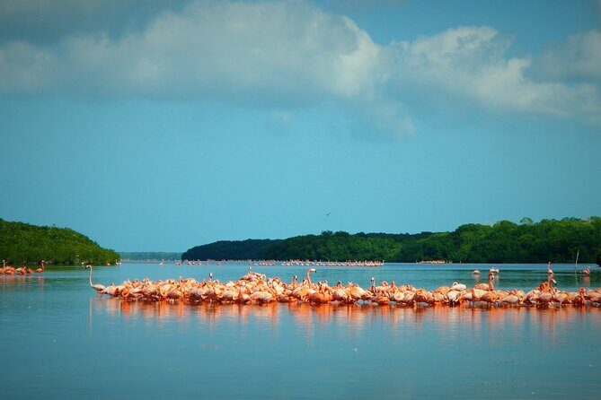 Private Tour Celestun Flamingo Watching and Beach - What to Expect from the Itinerary