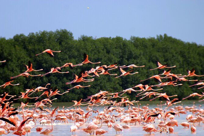 Private Tour Celestun Flamingo Watching and Beach - What Do the Reviews Say?