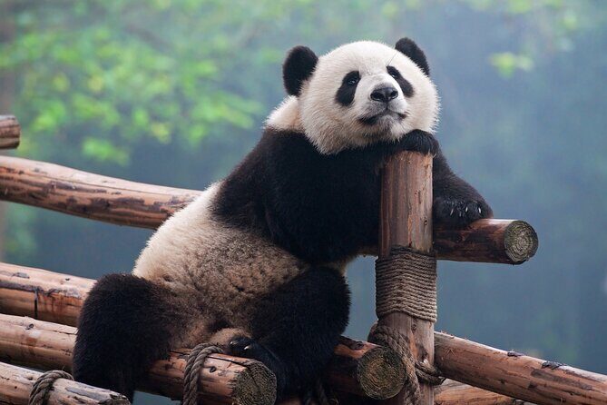 Private Tour Chengdu Panda Breeding Center with Volunteer - FAQ