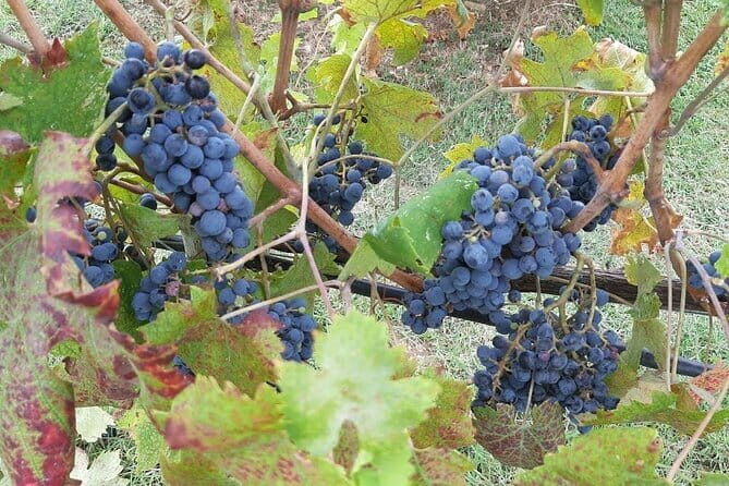 PRIVATE TOUR: Chianti Afternoon tour with visit to 2 wine farms - A Deep Dive into the Chianti Private Tour Experience