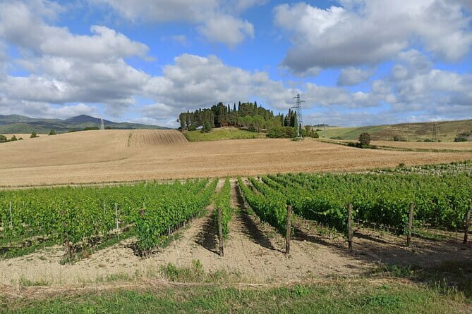 PRIVATE TOUR: Chianti Afternoon tour with visit to 2 wine farms - A Deep Dive into the Tour Experience