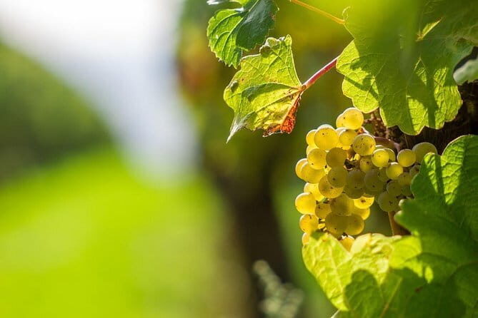 Private Tour- Chianti By Minivan At Sunset - A Deep Dive into the Experience